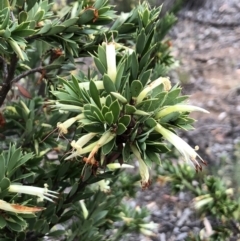 Styphelia triflora (Five-corners) at Mount Majura - 12 Feb 2018 by AaronClausen