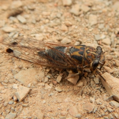 Galanga labeculata (Double-spotted cicada) at Aranda Bushland - 12 Feb 2018 by CathB