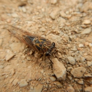 Galanga labeculata at Belconnen, ACT - 13 Feb 2018