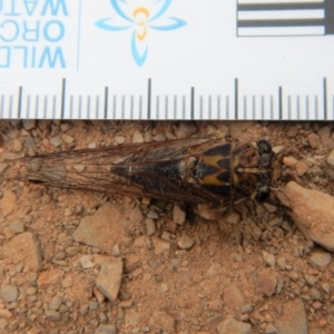 Galanga labeculata at Belconnen, ACT - 13 Feb 2018 09:06 AM