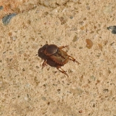 Euoniticellus fulvus (Fulvus dung beetle) at Molonglo Valley, ACT - 12 Feb 2018 by RodDeb