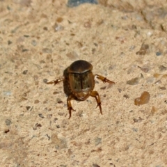 Euoniticellus fulvus at Molonglo Valley, ACT - 12 Feb 2018