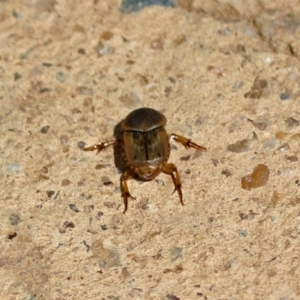 Euoniticellus fulvus at Molonglo Valley, ACT - 12 Feb 2018