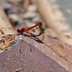 Diplacodes haematodes (Scarlet Percher) at Molonglo Valley, ACT - 11 Feb 2018 by RodDeb
