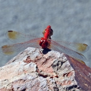 Diplacodes haematodes at Molonglo Valley, ACT - 12 Feb 2018