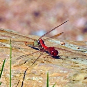 Diplacodes haematodes at Molonglo Valley, ACT - 12 Feb 2018