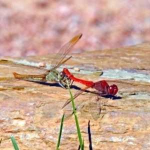 Diplacodes haematodes at Molonglo Valley, ACT - 12 Feb 2018