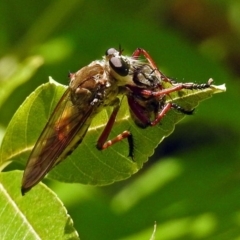 Colepia ingloria (A robber fly) at Molonglo Valley, ACT - 11 Feb 2018 by RodDeb