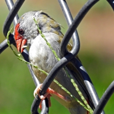 Neochmia temporalis (Red-browed Finch) at Molonglo Valley, ACT - 11 Feb 2018 by RodDeb