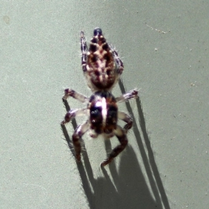 Sandalodes bipenicillatus at Molonglo Valley, ACT - 12 Feb 2018