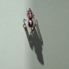 Sandalodes bipenicillatus at Molonglo Valley, ACT - 12 Feb 2018 10:52 AM