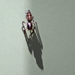 Sandalodes bipenicillatus at Molonglo Valley, ACT - 12 Feb 2018 10:52 AM