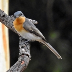 Myiagra cyanoleuca at Macarthur, ACT - 13 Feb 2018 09:32 AM