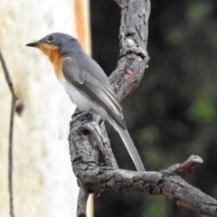 Myiagra cyanoleuca at Macarthur, ACT - 13 Feb 2018 09:32 AM