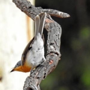 Myiagra cyanoleuca at Macarthur, ACT - 13 Feb 2018 09:32 AM