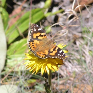 Vanessa kershawi at Cotter River, ACT - 12 Feb 2018