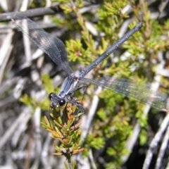 Austroargiolestes calcaris (Powdered Flatwing) at Cotter River, ACT - 12 Feb 2018 by MatthewFrawley