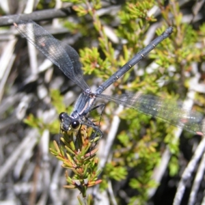 Austroargiolestes calcaris at Cotter River, ACT - 12 Feb 2018 12:25 PM