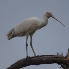 Platalea flavipes (Yellow-billed Spoonbill) at Fyshwick, ACT - 13 Feb 2018 by roymcd