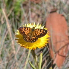 Oreixenica orichora at Cotter River, ACT - 12 Feb 2018 11:00 AM