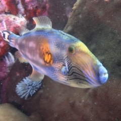 Meuschenia freycineti (Sixspine Leatherjacket) at Merimbula, NSW - 26 Jun 2017 by rickcarey