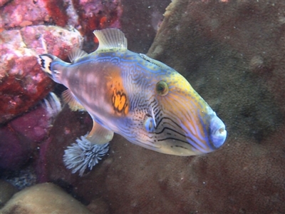 Meuschenia freycineti (Sixspine Leatherjacket) at Merimbula, NSW - 26 Jun 2017 by rickcarey