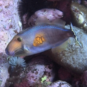 Meuschenia freycineti at Merimbula, NSW - 26 Jun 2017