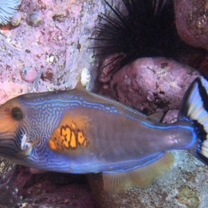 Meuschenia freycineti at Merimbula, NSW - 26 Jun 2017