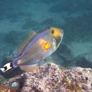 Meuschenia freycineti at Merimbula, NSW - 26 Jun 2017