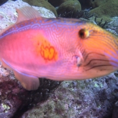 Meuschenia freycineti at Merimbula, NSW - 26 Jun 2017