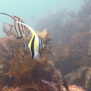 Zanclus cornutus at Merimbula, NSW - 25 Feb 2017