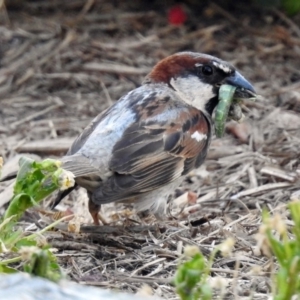 Passer domesticus at Macarthur, ACT - 13 Feb 2018