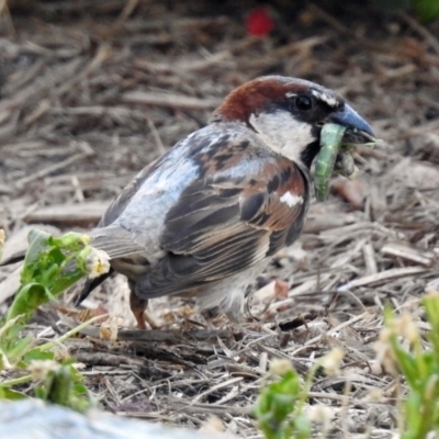 Passer domesticus (House Sparrow) at Macarthur, ACT - 13 Feb 2018 by RodDeb