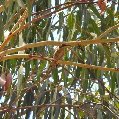 Acanthorhynchus tenuirostris (Eastern Spinebill) at Macarthur, ACT - 13 Feb 2018 by RodDeb