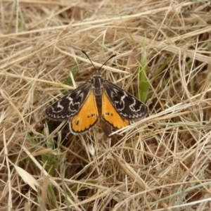 Synemon plana at Canberra, ACT - 19 Nov 2009 11:59 AM