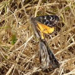 Synemon plana at Parkes, ACT - 16 Nov 2009