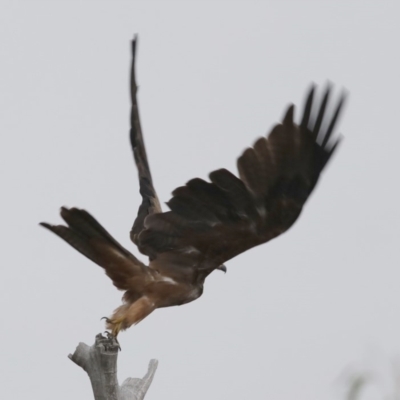 Milvus migrans (Black Kite) at Coree, ACT - 13 Feb 2018 by JudithRoach