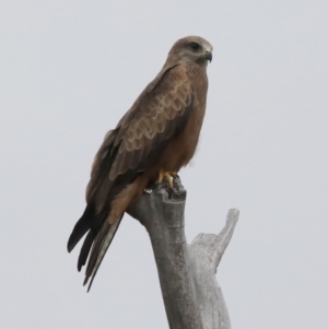 Milvus migrans at Coree, ACT - 13 Feb 2018 08:11 AM