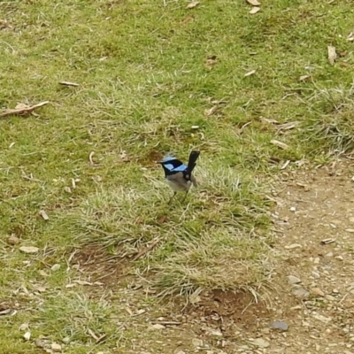 Malurus cyaneus (Superb Fairywren) at Mount Ainslie - 5 Sep 2017 by RodDeb