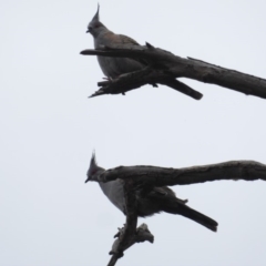 Ocyphaps lophotes (Crested Pigeon) at Deakin, ACT - 13 Feb 2018 by JackyF