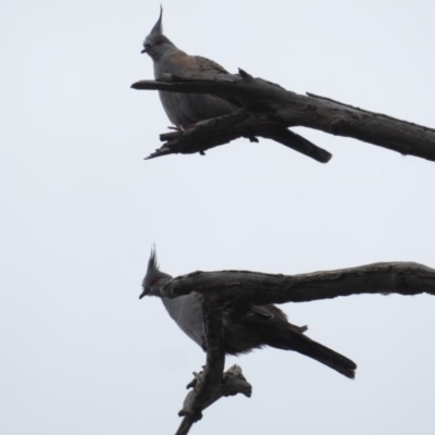 Ocyphaps lophotes (Crested Pigeon) at Deakin, ACT - 13 Feb 2018 by JackyF