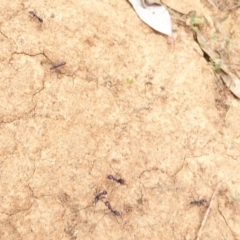 Iridomyrmex purpureus at Hughes, ACT - 13 Feb 2018