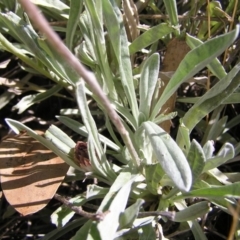 Leucochrysum alpinum at Cotter River, ACT - 12 Feb 2018