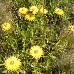 Xerochrysum subundulatum (Alpine Everlasting) at Cotter River, ACT - 12 Feb 2018 by MatthewFrawley