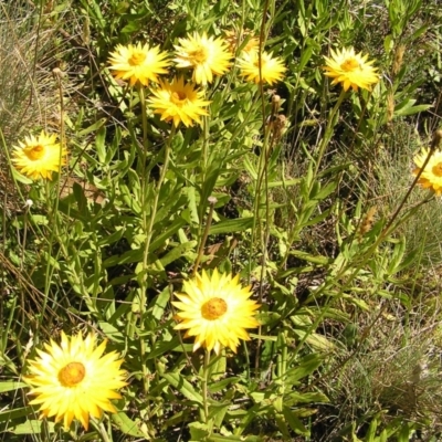 Xerochrysum subundulatum (Alpine Everlasting) at Cotter River, ACT - 11 Feb 2018 by MatthewFrawley