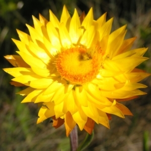 Xerochrysum subundulatum at Cotter River, ACT - 12 Feb 2018 10:30 AM