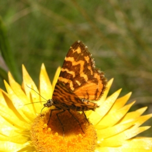 Chrysolarentia chrysocyma at Cotter River, ACT - 12 Feb 2018 12:06 PM