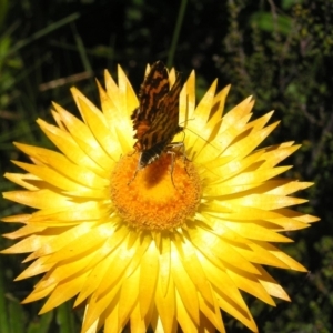 Chrysolarentia chrysocyma at Cotter River, ACT - 12 Feb 2018