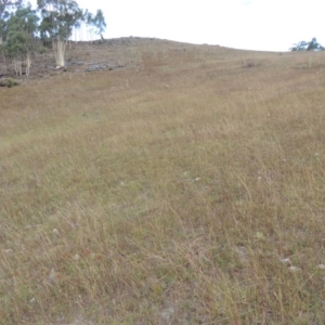 Bothriochloa macra at Conder, ACT - 3 Feb 2018