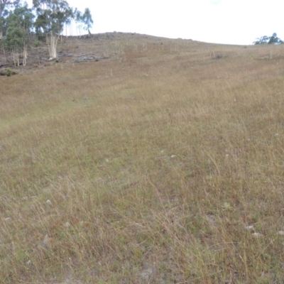 Bothriochloa macra (Red Grass, Red-leg Grass) at Rob Roy Range - 3 Feb 2018 by michaelb